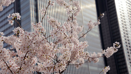桜とオフィスビル