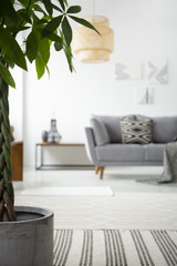 Plant on carpet in scandi living room interior with grey couch and posters on white wall. Real photo