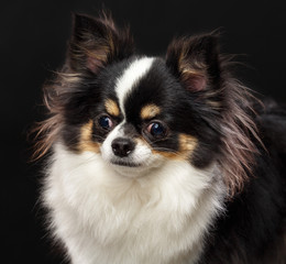 Chihuahua Dog  Isolated  on Black Background in studio