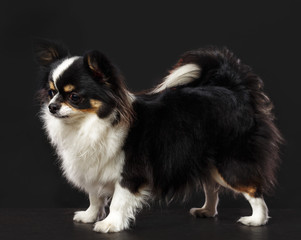 Obraz premium Chihuahua Dog Isolated on Black Background in studio