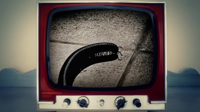 A retro vintage TV showing the movement of a centipede on the floor, a spot light over its body.
