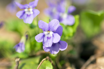 Viola odorata wild small flower in bloom, violet purple flowering plant