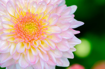 Fototapeta premium Closed up of light pink Chrysanthemum Flower