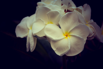 Fototapeta na wymiar Tropical flowers frangipani (plumeria)on nature background on Vintage tone With the sunlight.