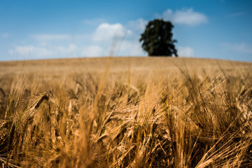 Fototapeta premium Sommer