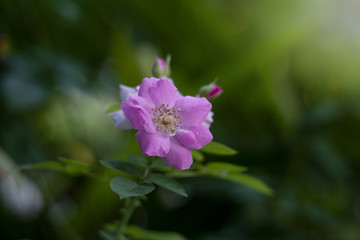 Pink roses on a natural green background.