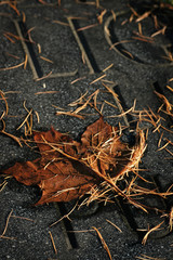 Lying on the tombstone brown, withered maple leaf and pine needles