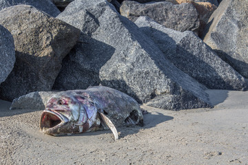 Pez muerto en las rocas