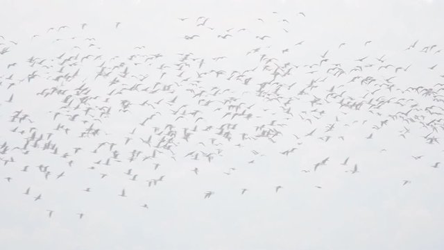 Flock of geese flying in the air during migration season in the fall