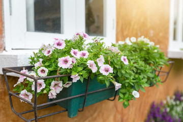 White/pink Anemone flower pot is placed in a steel frame to decorate the building to look fresh and relaxing.