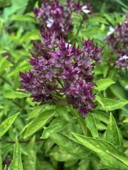 Close up shot of purple Holy Basil (Ocimum sanctum)