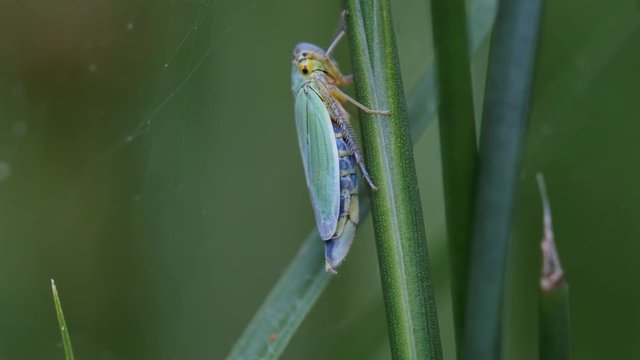 Binsenschmuckzikade bei der Nahrungsaufnahme - &uuml;bersch&uuml;ssige Fl&uuml;ssigkeit wird dabei ausgeschieden