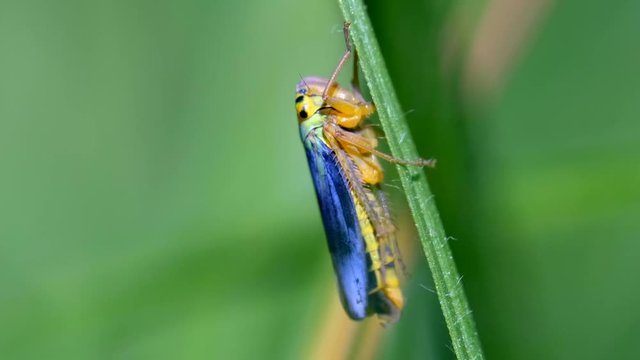 Binsenschmuckzikade an einem Grashalm - Makroaufnahme - zappelnd und wegh&uuml;pfend