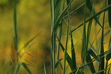Green reeds on an orange background
