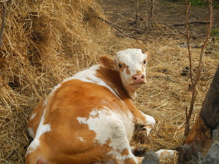 A calf is lying near a haystack 