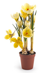 Beautiful light yellow crocus blossom or croci, (Crocus flavus), flowering plants of the iris family in a pot on white background