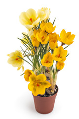 Two beautiful yellow crocus blossoms or croci, (Crocus flavus), flowering plants of the iris family in a pot on white background
