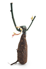 Rose seedling, sprouts, with compost isolated on white background