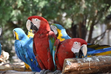 Red macaw in the aviary at the zoo