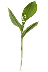 Single lilie of the valley flower, Convallaria Majalis, with green leaves isolated on white background