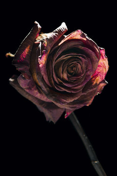 dry rose on black vertical