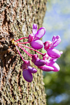 Closed up of pink Judas tree buds, Judasbaum, Eastern redbud tree (Cercis canadensis) blossoms in spring time and daylight blue sky