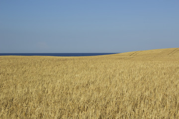 A field for agriculture in the island of Jylland, Denmark, with the ocean in the distance.