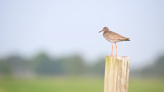 Redshank or Common Redshank sitting on a pole