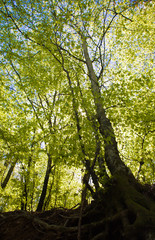 Fototapeta premium Beech forest