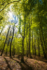 Naklejka premium Beech forest