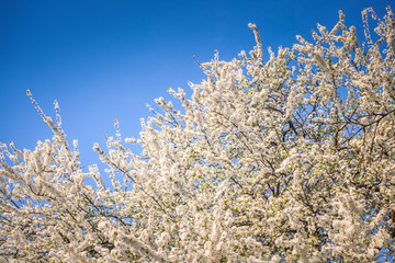White cherry blossom