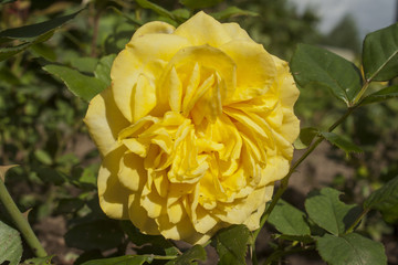 yellow rose flower