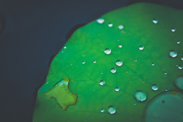 Beautiful Water droplets on Lotus leaf with sunlight