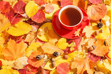  cup of tea on background autumn leaves