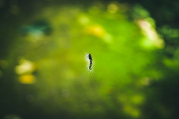 Close up Worm hanging down from the tree with sunlight .Selected focus