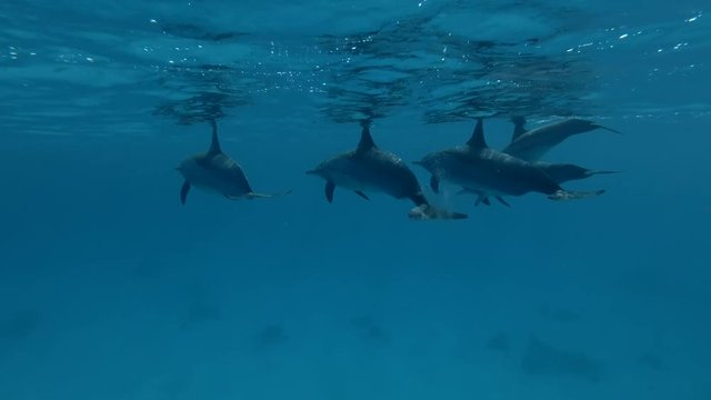 Group of pregnant female Spinner Dolphins slowly swim in the blue water (Underwater shot, 4K / 60fps)
