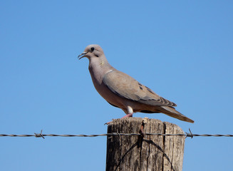 Silver Dove