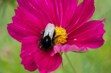 SONY DSC