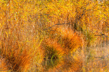 Reeds and grass tufts in autumn colors at the waters edge