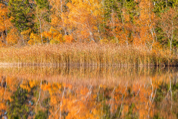 Autumn at the forest lake, reflections in the water