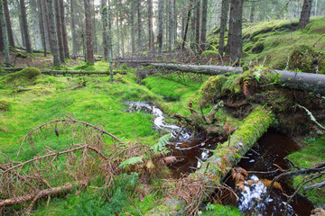 Forest with fallen trees by the creek © Lars Johansson