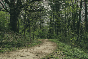 Path in a Forest 