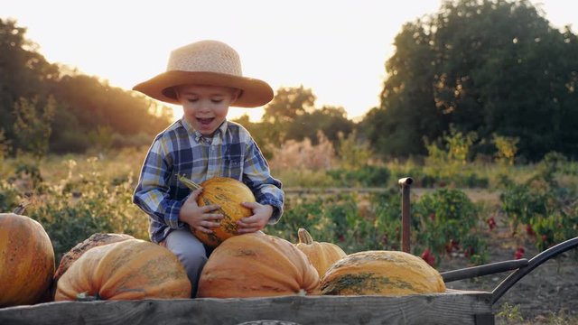 Smiling little farmer in a hat riding in a wheelbarrow full of pumpkins at sunset. Slow motion video