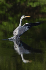 Grey heron (Ardea cinerea), real wildlife - no ZOO
