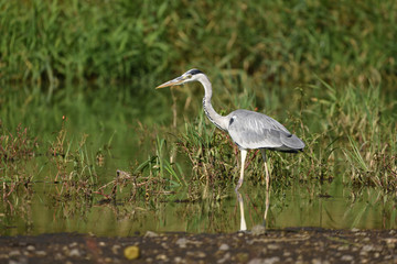 Grey heron (Ardea cinerea), real wildlife - no ZOO