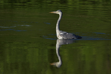 Grey heron (Ardea cinerea), real wildlife - no ZOO