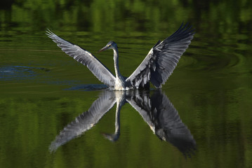 Grey heron (Ardea cinerea), real wildlife - no ZOO