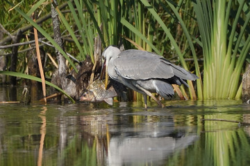 Grey heron hunting fish (Ardea cinerea), real wildlife