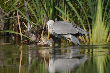 Grey heron hunting fish (Ardea cinerea), real wildlife