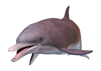 3D Rendering Dolphin on White